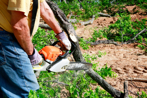 How Our Tree Care Process Works  in Newberry, FL